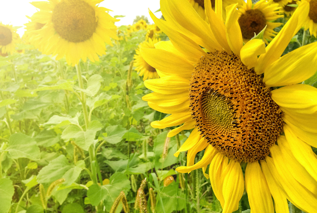 PYO Sunflowers near Berkshire