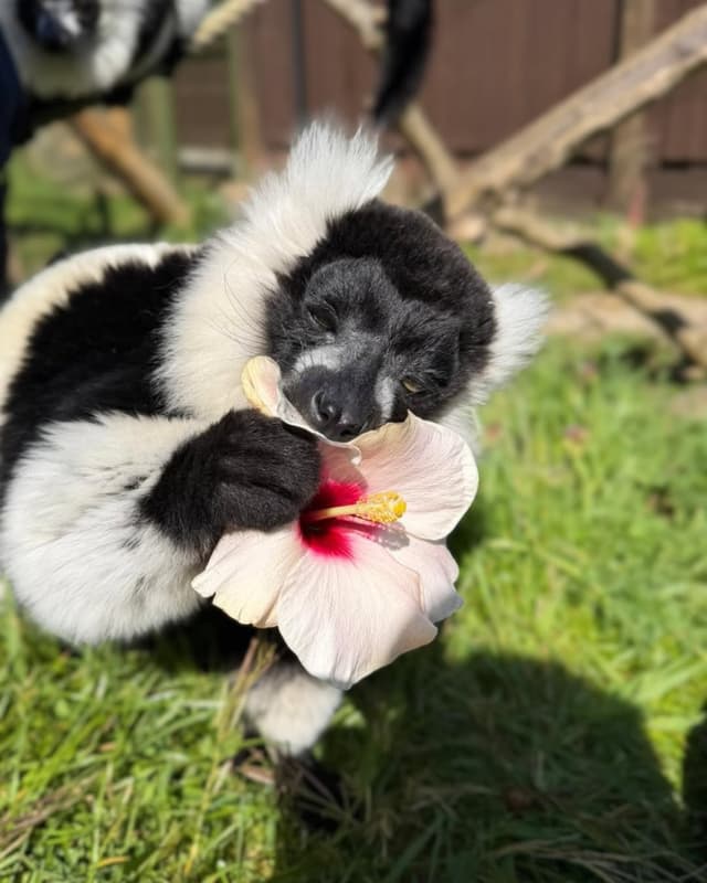 Beale Wildlife Park